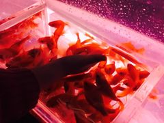 -萌宠奇缘