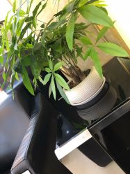 -MIVI野生眉纹绣纹眉