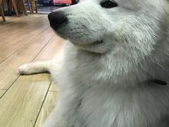 -扫雪煮茶(西村店)