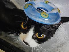 -佳雯宠物医院·皮肤科·内外科(春晓路分院)