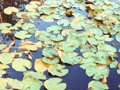 -武清南湖绿博园