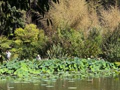-墨尔本皇家植物园