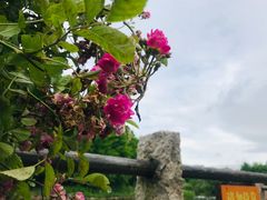 -巡塘古镇