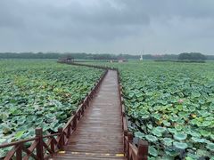 -荷塘月色湿地公园·向阳花洲