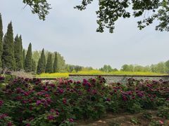 -洛阳市隋唐城遗址植物园