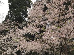 -武汉大学-樱园