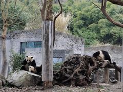 -都江堰中华大熊猫苑