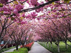 -高东镇樱花园