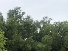 -大亚湾红树林城市湿地公园