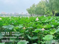 -莲花池公园