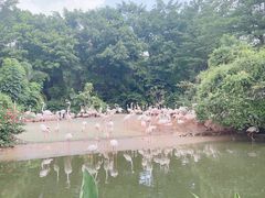 -广州长隆飞鸟乐园