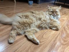 -MOCHA明星猫咖(田子坊店)