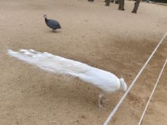 -秦皇岛野生动物园