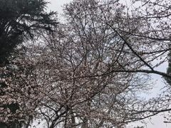 -武汉大学-樱园