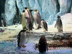 -帝企鹅自助餐厅•儿童岛•真企鹅(长隆企鹅酒店)