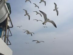 -长岛万鸟岛