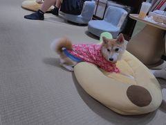 -逗柴咖啡屋·狗咖猫咖宠物桌游