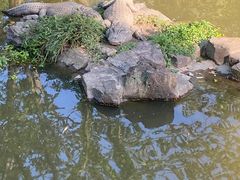 -上海野生动物园