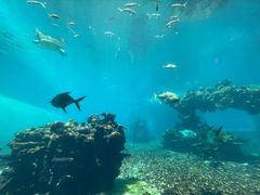 -海棠湾洲际-涛·海底餐厅·美人鱼·自助餐·海底隧道