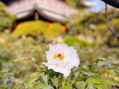 -龙华寺