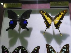 -上海昆虫博物馆