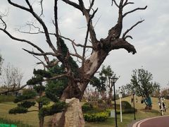 -九龙湖公园