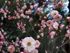 -杭州植物园