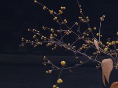 -报恩寺(平武县)