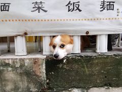-小梁哥云吞面(黄贝岭店)