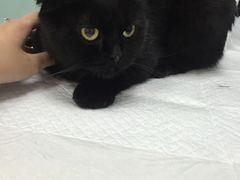 -纳吉亚猫专科动物医院博雅分院