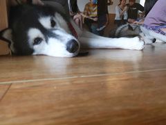 -Husky Go! 哈士奇体验馆·宠物咖啡厅狗咖