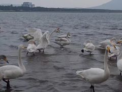 -烟墩角天鹅湖