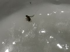 -花少爷的粥(中贸广场店)
