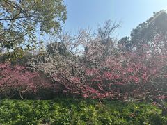 -上海海湾国家森林公园