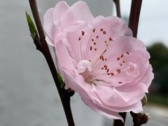 -蓝宝石大厦(天目中路)