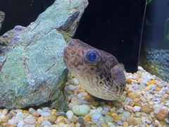 -上海海洋水族馆