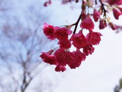 -顾村公园