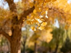 -王顺山国家森林公园