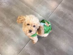 -美联众合宠物医院·爱萌分院·内外科·猫科中心