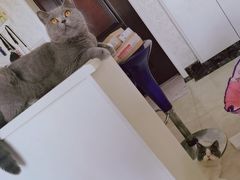 -喵zoo家庭繁育猫舍(尖东智能花园店)