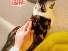 -飞行喵MR PILOT|猫舍·猫咖(静安大融城店)