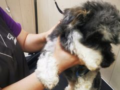 -艾贝尔宠物医院(华府骏苑店)