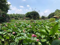 -广州莲花山旅游区