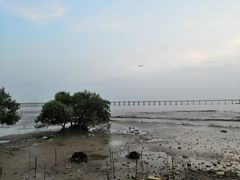 -宝安西湾红树林湿地公园