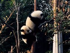 -成都大熊猫繁育研究基地