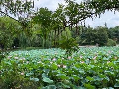 -苏州上方山国家森林公园