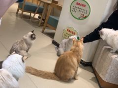 -藏猫猫咖啡主题馆(中央大道店)