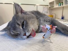 -佳雯宠物医院(四明中路分院)