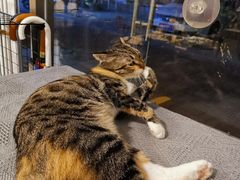 -平行世界·猫咖(首经贸店)