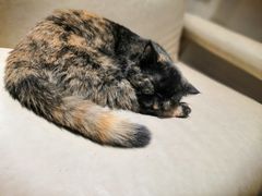 -藏猫猫咖啡主题馆(中央大道店)